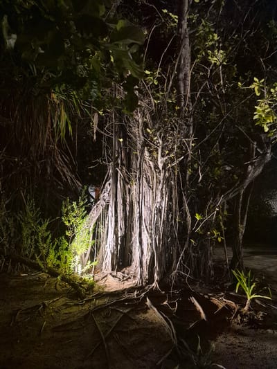 The image depicts an outdoor scene in Huraa, Maldives, likely at night or under conditions of low natural light. A dense network of aerial roots from a banyan tree dominates the view. The roots create a canopy-like structure, with some branches and foliage extending into the frame. A light source, positioned either at the end of the root network or slightly behind it, illuminates the central area, casting shadows and highlights on the roots and surrounding vegetation. The light source reveals a glimpse of a building or structure through the root network. Additional foliage, including smaller plants, is visible on the left side of the frame, while a textured, possibly stone or concrete wall, is on the right.