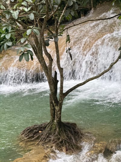 This is a medium shot, eye-level photograph of a tree with exposed roots growing in a body of water. The tree is positioned in the foreground, to the left of center, with its trunk splitting into several branches. The exposed roots are intertwined and spread out, anchoring the tree to a submerged rock. The water is a vibrant turquoise and appears to be flowing. In the background, a waterfall cascades down a rocky incline. The water from the waterfall is a muddy brown color, creating a stark contrast with the clear turquoise water in the foreground. The overall environment suggests a natural, tropical setting. The image does not contain any people or discernable human activity.