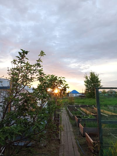 The image depicts a garden scene at dusk in Pankrushikha, Russia. In the foreground, a lush green tree with visible branches and leaves is positioned on the left. To its right, a wooden pathway leads into the distance, bordered by raised garden beds filled with various plants, including what appear to be green onions and other vegetables. Beyond the garden beds, a green metal fence is visible on the right side of the frame. In the background, several houses with pitched roofs, one with a distinctive blue roof, are nestled amongst trees and greenery under a cloudy sky transitioning to sunset hues of orange and pink. The sun's rays are peeking through the tree branches, casting a warm glow on the scene. The overall environment suggests a rural or suburban setting at the end of the day. There are no people or animals visible in the image.