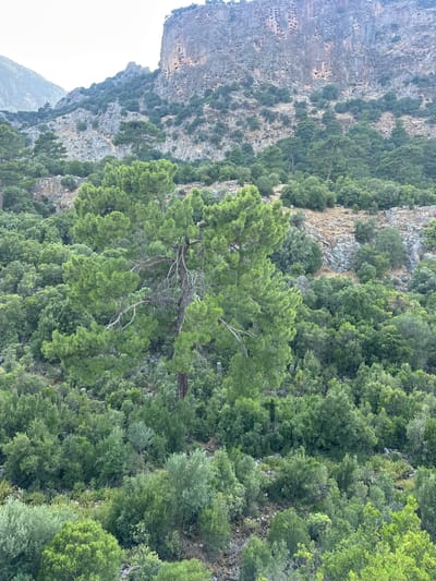 The image shows a view of the ancient city of Kayaköy, located near the town of Seydikemer in the Fethiye district of Muğla Province, Turkey. In the foreground, dense green foliage, including trees and shrubs, dominates the landscape. A large pine tree with prominent branches stands out in the mid-ground. Behind the vegetation, a steep, rocky mountainside is visible, dotted with numerous ancient rock-cut tombs. The sky above is overcast, creating a soft, diffused light. The overall scene depicts a historical and natural environment.