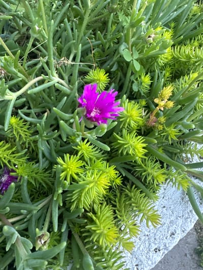 The image is a close-up, overhead shot of a succulent plant in an outdoor setting, likely a garden or planter. The plant features fleshy, elongated green leaves and several small, vibrant purple flowers in bloom. Interspersed with the green foliage are clusters of needle-like, bright yellow-green succulents. The texture of the plants is varied, with some smooth and rounded, while others are sharply pointed. In the lower right portion of the frame, a textured, off-white concrete surface is visible, suggesting the plant is contained within or growing alongside a planter or border. The lighting indicates it is daytime, with the sun illuminating the plants and casting subtle shadows. There are no people or animals present in the image. The environment appears to be natural and green, consistent with a residential or public garden space. The location is identified as Novotersky, Russia.