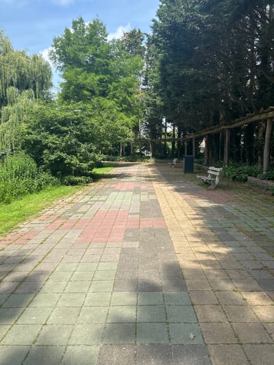 The image shows a paved pathway with interlocking rectangular tiles of varying colors, including red, gray, and green, in what appears to be a park or public garden. The pathway stretches into the distance, flanked by lush green trees on both sides. On the right side of the pathway, there is a wooden pergola structure with supports. Two park benches are visible along the right side of the pathway, one closer to the foreground and another further back. A dark gray trash bin is situated between the two benches. The ground is mostly paved, with patches of grass and weeds growing in between some of the tiles. The trees on the left are tall and leafy, with one appearing to be a weeping willow. The trees on the right are more conical and dense, typical of evergreens. The sky above is blue with scattered white clouds. The lighting suggests it is daytime with sunlight casting shadows on the pathway. This scene is likely located in a park in Leiden, Netherlands, given the architectural style of the benches, pergolas, and the overall ambiance often found in Dutch public spaces.