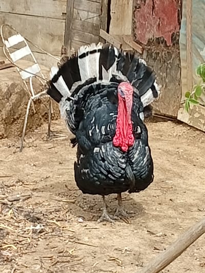 A black turkey with a vibrant red wattle is standing on a dirt ground, its tail feathers fanned out in a display of black and white. Behind the turkey, a rustic wooden structure with peeling red paint and weathered planks forms the background. To the left of the turkey, a white metal chair with thin slats is partially visible, resting against a rough stone surface. The environment appears to be an outdoor setting, possibly a farm or rural area in La Guardia, Venezuela. The overall scene is illuminated by natural light, casting subtle shadows on the ground.