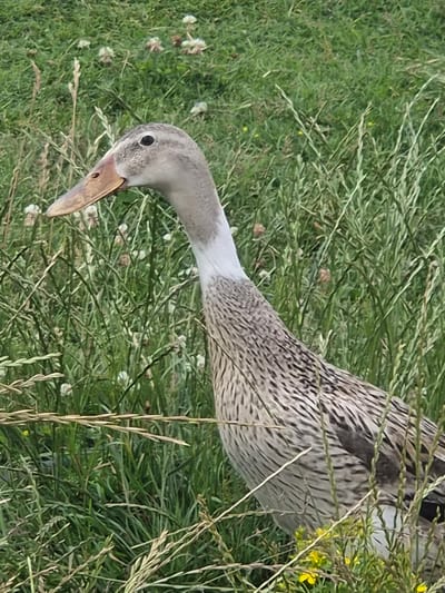 An Indian Runner duck is standing in tall green grass with some white and yellow flowers. The duck is facing left, with its head slightly lowered. Its feathers are a mix of grey and white, with darker grey stripes on its back and sides. The duck's bill is long and slender, and its eyes are dark and beady. The background is a blur of green grass and foliage. The image appears to have been taken in a rural or natural setting, possibly in a field or meadow.