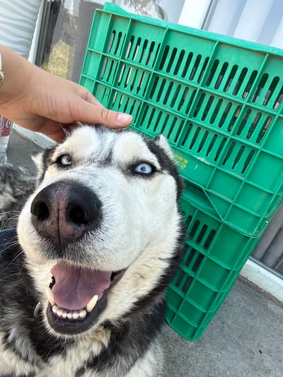 A close-up, eye-level shot captures a Siberian Husky dog with bright blue eyes, its mouth open in a happy pant, revealing its tongue and teeth. A human hand is gently petting the dog's head from the top left of the frame. To the right of the dog, a green plastic crate is visible, with a portion of its slotted surface taking up the upper right quadrant of the image. The background shows a building facade with vertical blinds and a concrete ground surface. This scene is located in Brestovets, Bulgaria.