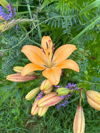 In an outdoor garden setting, possibly in Вишенка Снт, Russia, a close-up shot captures an orange lily in full bloom, adorned with numerous water droplets. The lily's petals are unfurled, revealing its stamen and pistil. Surrounding the main flower are several lily buds in various stages of development, some appearing as pale green with hints of pink, while others are more fully developed and tinged with red. Interspersed among the lilies are small clusters of purple wildflowers. The foliage is lush and green, with some fronds showing fine, feathery leaves also covered in water droplets. The overall impression is one of a damp, verdant garden after rainfall. There are no people or animals clearly visible in the image.