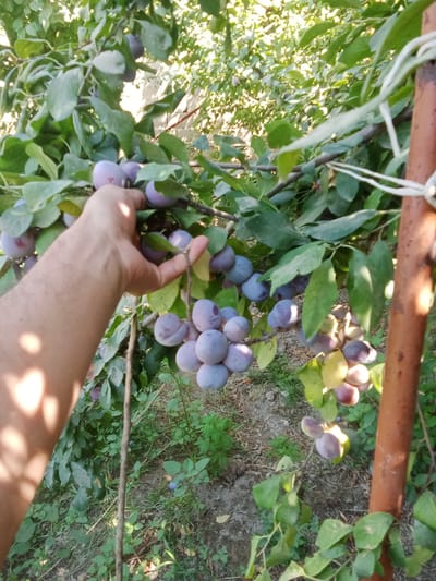 A hand is reaching into a plum tree to pick ripe, purple plums. The tree is full of green leaves and clusters of plums. The ground below is covered in grass and dirt. A rusty metal pole is visible on the right side of the image, with white twine tied around it and the tree branch. The scene appears to be outdoors in a garden or orchard.
