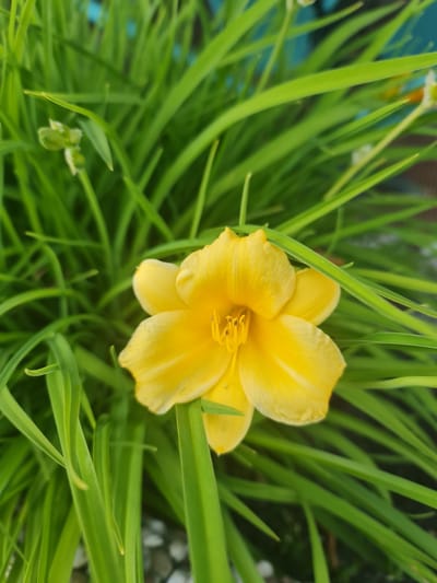 Centrally positioned, a single bright yellow flower, consistent with a daylily (Hemerocallis), is the primary subject. The flower is fully open, exhibiting six slightly textured petals and a prominent central arrangement of yellow stamens with darker tips and a pistil. It is enveloped by a dense array of vibrant green, long, blade-like foliage, which occupies most of the frame. Some leaves extend into the foreground, partially obscuring the lower and side edges of the flower. In the background, an indistinct, out-of-focus teal-blue object is partially visible in the upper right. Towards the lower background, small, irregular white elements, consistent with gravel or decorative stones, are interspersed among the foliage. The scene is illuminated by natural, ambient light, casting no harsh shadows. The flower is sharply focused, contrasting with the soft blur of the surrounding leaves and background elements, indicating a shallow depth of field. No people, animals, or specific man-made structures capable of identifying a precise geographic location, such as the city of Garbsen, Germany, are discernible within the image.