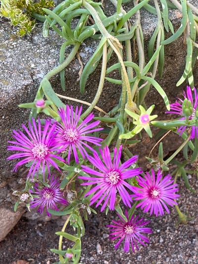 This is a close-up, high-angle shot of a flowering succulent plant with bright purple flowers and thick, green, cylindrical leaves. The plant appears to be growing in a gritty, stony ground, possibly on a pathway or garden edge. Several fully bloomed flowers are visible, characterized by numerous slender, vibrant purple petals radiating from a lighter, textured center. One flower is in partial bloom, and a closed bud is also visible. The leaves are fleshy and have small, whitish speckles on their surface. The ground beneath the plant is a mixture of dark soil and small gray and white pebbles. In the lower left corner, a small patch of moss or similar low-growing green plant is visible. The lighting suggests it might be daytime, possibly a sunny day, given the clear illumination of the flowers and leaves. No people or text are present in the image. The setting appears to be outdoors, likely in a garden or natural rocky environment. The overall impression is one of natural beauty and resilience, with the vibrant flowers standing out against the muted tones of the ground and foliage.