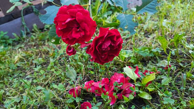The image depicts a close-up view of several red roses, some in full bloom and others with fallen petals scattered on the ground. The roses are positioned in the upper half of the frame, with their vibrant red petals contrasting against the green foliage and grass below. The ground is covered in lush green grass and clover, with some scattered dry leaves. In the background, a blurred brick structure is visible, suggesting an outdoor garden setting. The lighting suggests it is daytime, likely outdoors. No people or animals are present in the image. The scene appears to be a still life in a garden.