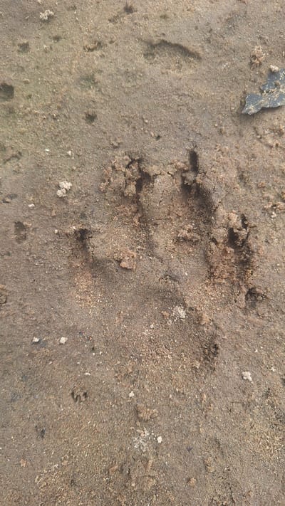 The image shows a close-up, overhead view of a single animal paw print pressed into damp, sandy soil. The print is clear enough to discern the shape of four distinct toe pads and a heel pad, suggesting it is a canine paw print. The soil is a mix of light brown and gray sand with small pebbles and some sparse, dry vegetation. The print is centrally located in the frame, with the surrounding soil showing slight undulations and minor debris. The lighting is even, indicating it was taken during daylight. No other objects or living beings are visible in the frame. This scene could be found in a natural area or a park within the city of Vālodzes, Latvia, such as near the Lielupe River or within one of the city's green spaces.