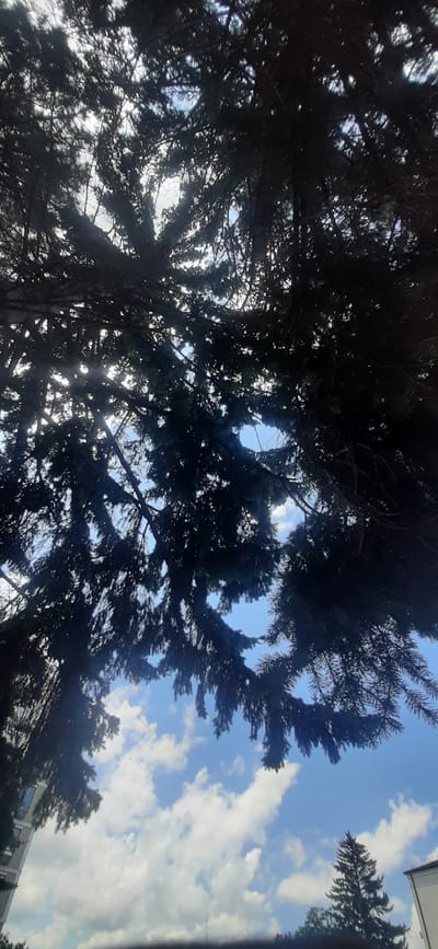 A low-angle shot captures a dense canopy of dark green evergreen tree branches silhouetted against a bright blue sky with scattered white clouds. Sunlight filters through the needles, creating bright spots and a hazy effect. In the lower left corner, a portion of a building with windows is visible. In the lower right, the silhouette of another evergreen tree and the top of a building can be seen. The overall impression is of looking up through tree branches on a sunny day in Yessentukskaya, Russia.