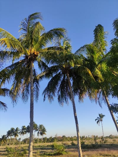 Palm trees sway under a clear blue sky. Two large trees dominate the foreground, their fronds sprawling. A line of smaller palms stretches into a grassy, dry landscape in the distance. The scene captures a tropical environment, possibly a plantation or grove, with diverse tree sizes.