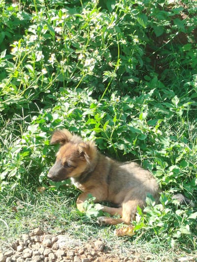 A small brown and tan puppy is lying in grass and leafy plants near a cluster of rocks. The location appears to be An Phu Ward, Vietnam, as indicated in the prompt. The vegetation consists of grassy blades and broad-leafed plants, some with small white flowers. The puppy is curled up, with its head turned to the left. Its fur appears to be short and somewhat scruffy. The rocks are small and light-colored.