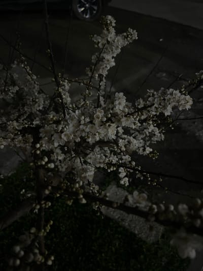 The scene depicts a flowering tree in Karmana, Uzbekistan, illuminated at night. The tree's dark branches are covered with numerous small white blossoms and unopened white buds. In the upper background, the metallic rim of a vehicle wheel is partially visible on a dark, paved surface. The lower portion of the image shows dark green ground cover, likely grass or low foliage, beneath the tree, with a segment of a lighter grey paved surface to the right. No individuals or specific actions are discernible.