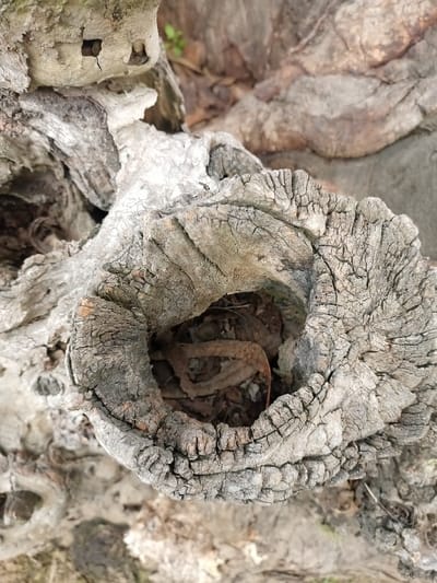 A close-up reveals the weathered texture of a hollowed tree trunk. The central void, filled with dead leaves and debris, is surrounded by cracked, gray wood. The edge of the hollow shows intricate patterns of erosion, resembling miniature cliffs and valleys. A rough surface covers the surrounding bark, contributing to the aged appearance of the tree.