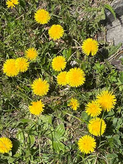 The image presents a vibrant, high-angle, close-up view of a patch of ground densely populated with bright yellow dandelions amidst green foliage. Numerous dandelions are in full bloom, scattered across the frame, varying slightly in size and prominence. The green backdrop consists of a mix of grass and other leafy ground cover, some appearing as broad leaves and others as finely textured plants. Patches of dark soil and dry plant matter are also visible between the green growth. In the upper left corner, a dark, rough-textured object, possibly a weathered stone or piece of wood, is partially seen. The scene is brightly lit by natural sunlight, casting distinct but relatively short shadows, indicating a clear, sunny daytime. There are no human subjects or visible text. The overall impression is one of natural beauty and the freshness of spring or early summer in an outdoor environment, consistent with the location context of Sliznevo, Russia.