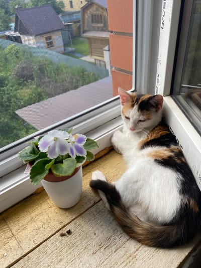 The image depicts a calico cat resting on a wooden windowsill. Next to the cat is a potted African violet with white and purple flowers. Through the window, a view of residential buildings and greenery is visible, suggesting an outdoor setting in a town or city. The overall scene is tranquil, with the cat appearing relaxed and the plant adding a touch of natural beauty. The image is captured from a slightly elevated angle, looking down at the cat and the windowsill. The presence of a window screen indicates the image was taken indoors looking outwards.