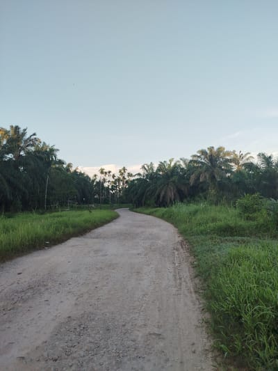 The image depicts a dirt road curving through a tropical landscape. The sky is pale blue, with sparse clouds. The road itself is light grey and rough, showing signs of wear and unevenness. Dense vegetation lines both sides of the road, primarily consisting of tall green grass. Beyond the grass are trees, including palm trees, creating a dense, tropical canopy. The location is inferred to be Lawang, Indonesia. No people or animals are visible in the scene. The environment suggests a rural or undeveloped area within Lawang.