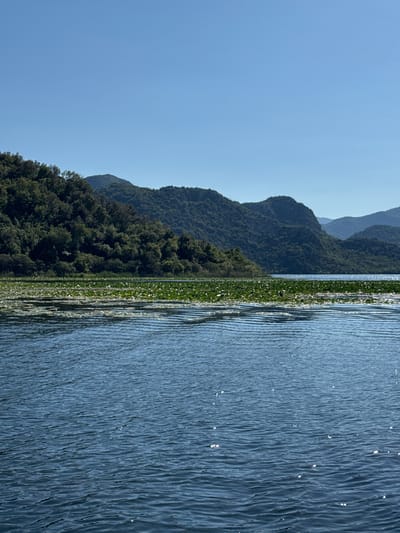 The image depicts a body of water, likely a lake, with a shoreline covered in lush green vegetation and mountains rising in the background under a clear, blue sky. The location is Dodoši, Montenegro. The water is rippled with small waves, reflecting light and creating a shimmering effect. The vegetation along the shoreline appears to be dense and features lily pads. The mountains are covered in trees and rise in the distance.
