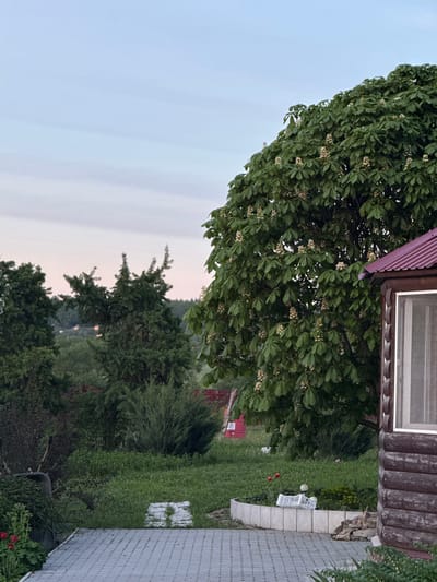 The image presents a daytime scene in Ленино, Russia. The foreground is dominated by lush green vegetation, including trees and bushes, creating a dense, natural environment. A building is visible on the right side, featuring a wood plank exterior and a window, partially obscured by a tree. A pathway of paving stones runs along the edge of the building, leading into the green space. In the background, a glimpse of a red structure can be seen amidst the trees. The sky is a pale blue, suggesting either early morning or late afternoon. The overall impression is a tranquil outdoor scene in a residential or suburban area.