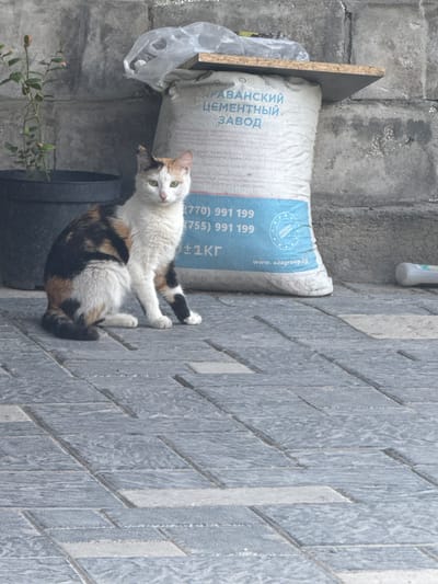 A tortoiseshell cat sits on a paved walkway in front of a large bag of cement. The bag has Russian text on it, including "Цементный завод" (Cement Plant) and a website address. Behind the bag, a piece of wood rests on top of it, and a clear plastic bag is draped over the wood. To the left of the bag, a small potted plant with green leaves is visible. The background consists of a gray concrete wall. The ground is paved with rectangular gray stones. A white cylindrical object, possibly a bottle or can, is on the ground to the right of the cement bag. The scene is outdoors, suggesting an urban or semi-urban environment, possibly in Ak-Beshim, Kyrgyzstan, given the context.