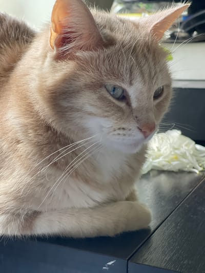 A close-up shot features an orange tabby cat resting on a dark surface. The cat's head is tilted upwards and to the right, with its gaze directed off-camera. Its fur is light orange with subtle tabby markings. The cat's eyes are a light green, and its nose is a soft pink. Long white whiskers extend from its muzzle. In the background, a blurred white object, possibly flowers or a soft decorative item, is visible, along with some out-of-focus details that suggest an indoor setting. The lighting appears to be natural, casting soft shadows and highlighting the texture of the cat's fur. The overall mood is peaceful and relaxed. There is no visible text in the image.