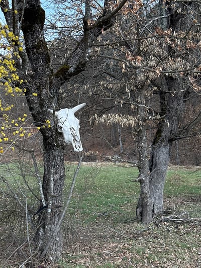 A weathered, off-white bovine skull, complete with horns, is affixed to the lower trunk of a dark-barked deciduous tree positioned on the left side of the frame. This tree exhibits clusters of small yellow flowers on its upper branches. To the right, a second deciduous tree with similar dark, textured bark stands, its branches largely bare save for scattered dry brown leaves. The ground in the foreground is covered with a layer of dry brown leaves and sparse green grass, transitioning into a more consistent patch of green grass in the midground. The background consists of a dense, bare deciduous forest under a clear blue sky, indicating an early spring or late winter setting. No human figures or active subjects are present. The documented location is Borinovo, Bulgaria.