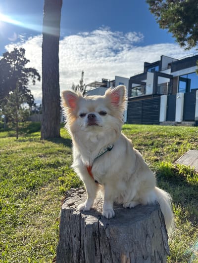 A fluffy, cream-colored chihuahua with large ears and a dark nose sits on a weathered tree stump in a grassy yard. The dog is wearing a red harness and a collar with a blue tag. The background features a tall tree to the left, a modern building with dark and white accents to the right, and a bright blue sky with scattered white clouds above. The sun is visible in the upper left corner, creating lens flare. The scene appears to be a residential area in Primorsky, Russia, on a clear, sunny day.