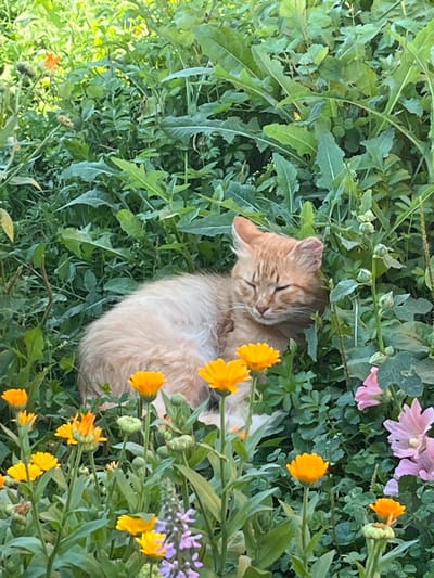 A ginger cat is sleeping in a bed of green foliage and yellow and pink flowers. The cat is curled up and its eyes are closed. The flowers are in bloom and appear to be marigolds and hollyhocks. The scene is set in a garden, likely in the village of Bolshoy Gondyr, Russia, given the provided context. The lighting suggests it is daytime.
