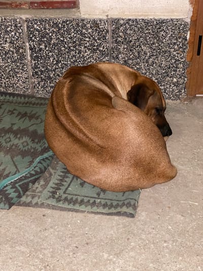 A medium-sized dog with short, reddish-brown fur is curled up asleep on a green and black patterned blanket. The blanket is situated on a concrete floor next to a wall with a textured, speckled lower section and a brick upper section. The dog's head is tucked into its body, and its eyes are closed. The environment appears to be outdoors or in an enclosed outdoor space, possibly a patio or yard, in Miriantsi, Bulgaria.