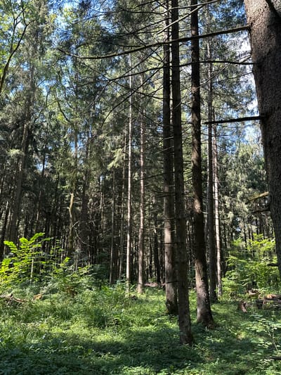 The image depicts a dense forest with tall evergreen trees. The ground is covered in lush green undergrowth, including grass and various plants, with sunlight dappling through the canopy. The overall impression is one of a natural, undisturbed forest environment. There are no people or animals visible in the image. The location specified, Sanatoriya "Rodina", Russia, is a health resort, and while this image shows a forest, it's impossible to confirm its exact location within or around the resort based solely on the visual information provided.