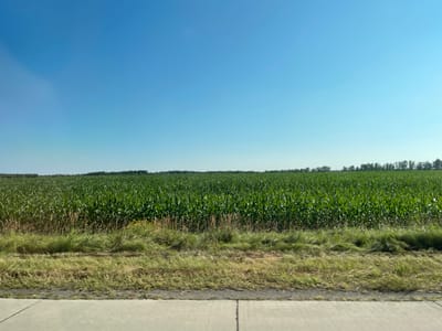 The image depicts a vast, green cornfield under a clear blue sky, located in the vicinity of Pyrizhky, Ukraine. The corn stalks are tall and densely packed, stretching as far as the horizon. In the foreground, a strip of wild grass and weeds separates the field from a concrete pathway, suggesting the image was taken from the side of a road or sidewalk. The horizon is marked by a line of trees in the distance. The scene is one of agricultural landscape bathed in daylight.