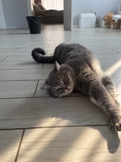 The image shows a grey tabby cat lying on its back on a light-colored tiled floor. The cat is stretching out its front paws, with one paw reaching upwards and the other extended outwards. Sunlight is casting shadows on the floor from the cat and potentially a window or other objects not fully visible in the frame. The cat's eyes are open and appear to be a golden-brown color. Its tail is curled. In the background, to the left, there are some shelves with boxes and what appears to be a white cabinet. There is also a black bucket hanging off a ledge. The overall impression is one of a relaxed cat enjoying the sun in an indoor setting. The floor tiles are laid in a wood-grain pattern. The light suggests it is daytime, possibly late afternoon given the angle of the shadows.