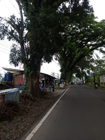 The image captures a roadside scene on what appears to be an overcast day. A dark asphalt road, marked by a solid white line on its left edge, recedes into the distance. Tall, mature trees with dense green foliage line the left side of the road, their branches extending overhead and forming a partial canopy, creating shade. The tree trunks are rough, dark, and appear to have some epiphytic plants, possibly ferns, growing on them.
To the left of the road and beneath the trees, there are several rudimentary roadside structures or stalls with corrugated metal roofs, suggesting a small commercial area. One structure on the far left has a blue cylindrical water tank next to it. Further along, other stalls display various items, though they are not clearly discernible. Overhead power lines are visible against the bright, cloudy sky on the left. In the immediate foreground on the left, there's a pile of roots or branches and some debris, next to which is part of a cardboard box or similar item with a printed image of a face.
Further down the road on the left, a white sign with black text is clearly visible, reading "JUAL KARPET" (Indonesian for "SELL CARPET" or "CARPETS FOR SALE"). On the road itself, a motorcycle can be seen further in the distance on the right side, and a few cars are faintly visible. The right side of the road features a low wall or fence and more trees in the background, with distant hills or mountains obscured by the haze or clouds. The overall lighting suggests a diffused, soft light typical of an overcast day.