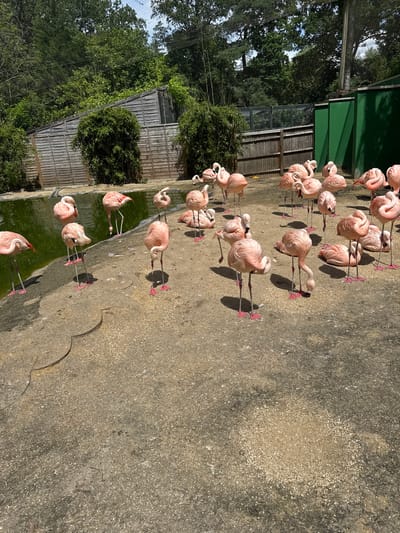 This image captures a flock of flamingos in an outdoor enclosure, likely at a zoo or wildlife park. The enclosure features a pool of green water on the left, with a sandy/gravelly ground surface. In the background, there are wooden fences and some green structures. Trees and foliage are visible beyond the enclosure, with a net overhead. The flamingos are predominantly pink, with some standing, others preening, and a few resting on the ground. The scene is illuminated by bright sunlight, casting shadows on the ground. The location is described as Waverley, United Kingdom, suggesting this is a public attraction.