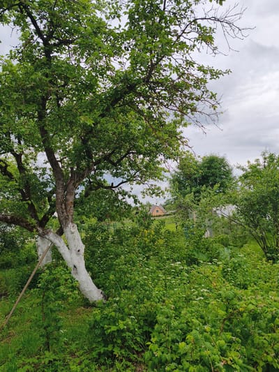 The image depicts a dense, overgrown garden scene on a cloudy day. In the foreground, a mature tree with a thick, gnarled trunk dominates the left side of the frame. The lower portion of the trunk and two main branches are painted white, likely for protection. The tree is heavy with green foliage, some of which extends into the sky. Surrounding the tree is a profusion of lush green undergrowth, including berry bushes and smaller plants dotted with tiny white flowers. In the middle ground, behind the dense vegetation, a light-colored house with an orange roof is visible, nestled amongst more greenery. A greenhouse structure with a translucent roof is also partially visible. The background consists of a hazy sky with heavy, grey clouds. The overall impression is one of a natural, somewhat untamed garden space. The specific location in Brodi, Latvia, is not visually discernible from the image itself.