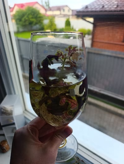 A hand holds a clear wine glass filled with water and a coleus plant cutting. The plant has vibrant green and deep purple leaves, with a developing root system visible at the bottom of the glass. The glass sits on a windowsill with a white frame. In the background, through the window, a suburban residential area is visible. The scene suggests the process of plant propagation or rooting cuttings. The time of day appears to be daytime, possibly overcast given the soft lighting and muted colors in the background. There is some text visible on the glass, appearing to be "12.0" with a line above the "12". The overall mood is calm and focused on the horticultural activity.