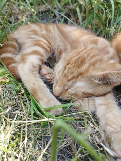 This is a close-up, eye-level, vertical shot of a young orange tabby cat sleeping curled up in the grass. The cat's fur is light orange with darker orange stripes, and it is peacefully napping with its eyes closed. Its paws are tucked underneath its body. The cat is surrounded by a mix of green grass and dry straw, suggesting an outdoor setting. The lighting indicates it is daytime, likely sunny, given the bright illumination and the shadows cast by the grass. There are no people or text visible in the image. The location context of Baryshivka, Ukraine, implies a rural or semi-rural environment where such a scene might be common. The overall mood is one of tranquility and natural comfort.