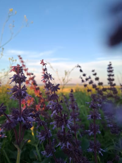 The image shows a close-up of purple wildflowers in a field, with a blurred background of green grass and a blue sky. The flowers are in focus, with their delicate petals and stems clearly visible. The background is soft and out of focus, creating a sense of depth and atmosphere. The light appears to be soft, suggesting it may be early morning or late evening. There are no people or man-made objects visible in the image. The location is the city of Krasnaya Skala, Russia, which is known for its natural beauty and open fields.