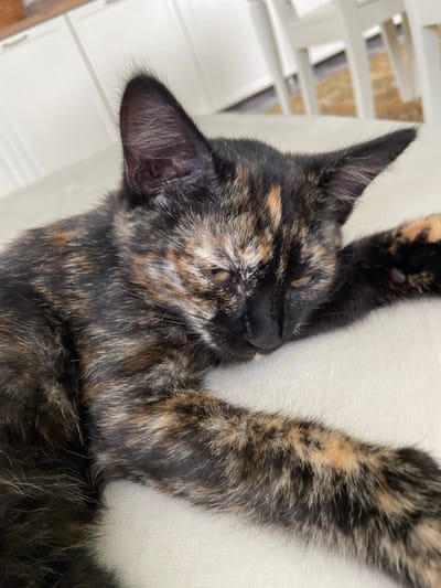 A tortoiseshell kitten is lying on a white surface, its eyes partially closed. The kitten's fur is a mix of black, brown, and orange patches. Its ears are pointed upwards, and its paws are extended forward. The background is blurred but appears to be an indoor setting with white cabinets and chairs visible. The scene is well-lit, suggesting natural light. The image does not contain any information that would allow for the identification of a specific location in Meshcherskoye, Russia.