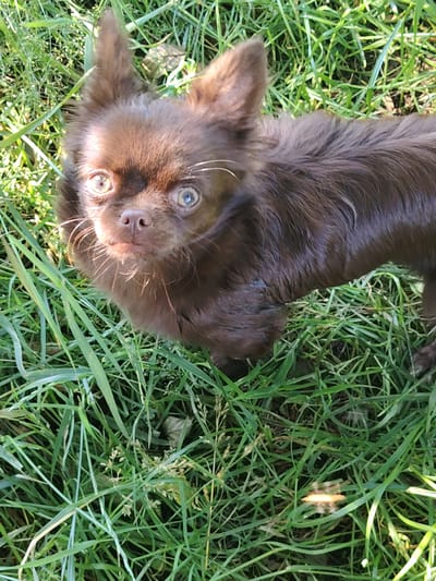 This media file features a close-up, high-angle shot of a long-haired, chocolate-colored Chihuahua standing in a grassy area. The dog is looking directly up at the camera with large, expressive eyes that have light blue and yellow tones. Its ears are erect and pointed upwards. The dog's snout is a light brown color, and it has long, white whiskers that fan out from its muzzle. Sunlight catches the dog's fur, highlighting its texture and the individual strands of hair. The background is filled with lush green grass, suggesting an outdoor setting. Some dried leaves are interspersed within the grass, and the overall lighting indicates it is daytime, likely a sunny day given the shadows and highlights. The dog appears alert and curious. The scene is set in Мётчанскі сельскі Савет, Belarus. There is no visible text in the image.