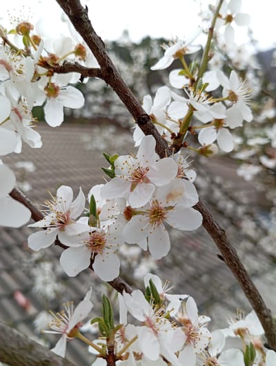 A close-up shot shows a branch of a flowering tree with small white blossoms. The tree branch is brown and angled across the frame. The flowers have five petals, with yellow and brown centers. There are green leaves near the flowers. The background is a blur of light and shadows, with suggestions of other branches and blossoms. The location is Breza, Bulgaria.