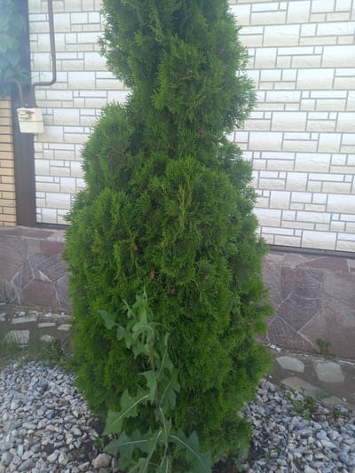 In the city of Sterlibashevo, Russia, a tall, conical evergreen tree stands in front of a building. The building's facade is covered in light-colored rectangular tiles arranged in a staggered pattern. To the left of the tree, a gas meter is visible mounted on the wall, connected by a brown pipe. The ground around the tree is covered with small, gray gravel. At the base of the building, a decorative stone pattern of irregular reddish-brown stones is laid out. A few weeds are growing amongst the gravel and at the base of the tree, with one prominent weed with large, serrated leaves growing in front of the tree. The overall scene depicts an outdoor residential or commercial exterior.