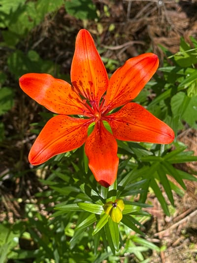 A close-up, top-down shot features a vibrant orange lily in full bloom. The flower has six pointed petals, each speckled with small, dark spots, and a bright red-orange center. Below the main bloom, a smaller, unopened bud is visible, with yellow and dark purple coloring at its tip, surrounded by green foliage. The background is a blur of green leaves and dappled sunlight, suggesting an outdoor setting, possibly in a garden or natural environment. The scene is set in Korobivka, Ukraine.