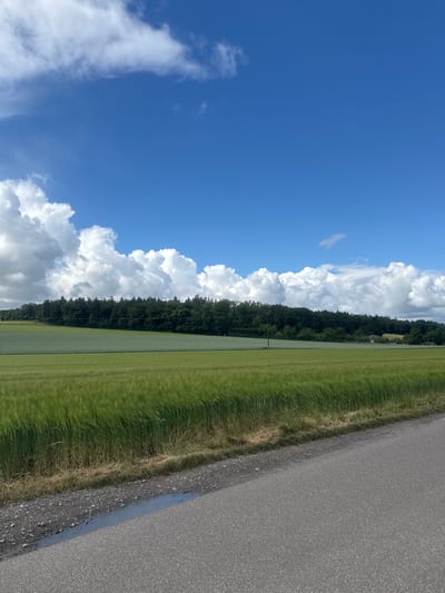The image depicts a rural landscape on a sunny day. In the foreground, a paved road runs diagonally from the bottom right corner, with a patch of gravel and a puddle of water along its edge. Beyond the road, a field of tall, green grass or crops stretches across the middle ground. Further back, a lighter green, more manicured field is visible, followed by a dense line of dark green trees forming a treeline. The sky above is a bright blue, dotted with large, fluffy white cumulus clouds. The scene suggests a location outside of a city, in an agricultural area. Without specific landmarks, pinpointing the exact location in Tamm, Germany is not possible based on the visual information alone. There are no people or animals visible in the image.