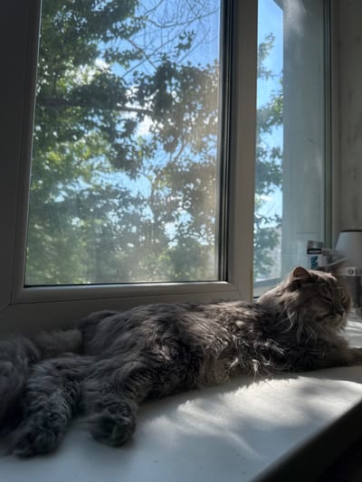 A long-haired gray cat is resting on a windowsill, facing a window. Sunlight streams in, illuminating the cat's fur and casting shadows on the wall. The cat appears relaxed, with its eyes closed or looking out at the view. Through the window, lush green trees and a blue sky are visible, suggesting it's a bright, sunny day. The window itself has a screen, which slightly obscures the view of the foliage. The setting seems to be a domestic interior, likely a home in Zhovte, Ukraine, given the context. The overall mood is one of peace and quiet, with the cat enjoying the warmth of the sun and the natural scenery outside. There is no visible text in the image.