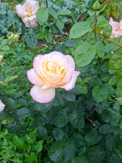 A close-up, eye-level shot captures a blooming rose in a garden. The rose, with its delicate pink and yellow petals, is the primary subject, showing water droplets from a recent rain. It is surrounded by lush green foliage, also glistening with moisture. In the background, other roses and buds are partially visible, along with a rose bud on a stem. The scene is set in a garden in Olshanka, Kirovohrad Oblast, Ukraine, suggesting a natural, outdoor environment. The overall impression is one of natural beauty and freshness after a rainfall.