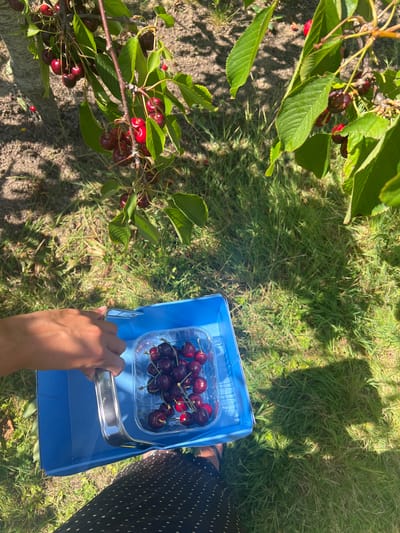 A high-angle, close-up shot shows a person's hands reaching into a blue container filled with dark red cherries. The container is made of plastic and has a clear lid, through which the cherries are visible. The container is placed on top of another blue object, possibly a box. The person is wearing a black skirt with white polka dots. The background consists of green grass and a cherry tree branch with leaves and cherries. The scene appears to be outdoors, likely in a garden or orchard. The lighting suggests it is a sunny day, casting shadows on the grass. The location is not specified in the image, and therefore it is not possible to determine if it is in Rother, United Kingdom.