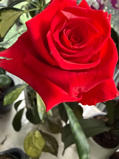 A vibrant red rose is prominently displayed, filling the majority of the frame. Its petals are deeply layered, forming a classic spiral at the center. The rose is positioned in the foreground, against a softly blurred background of green foliage and hints of purple flowers. The scene appears to be indoors, likely in a residential setting, perhaps a home in Fairview Township, United States of America, given the presence of houseplants. The lighting suggests it is daytime.